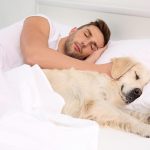 Skal din hund sove i din seng?